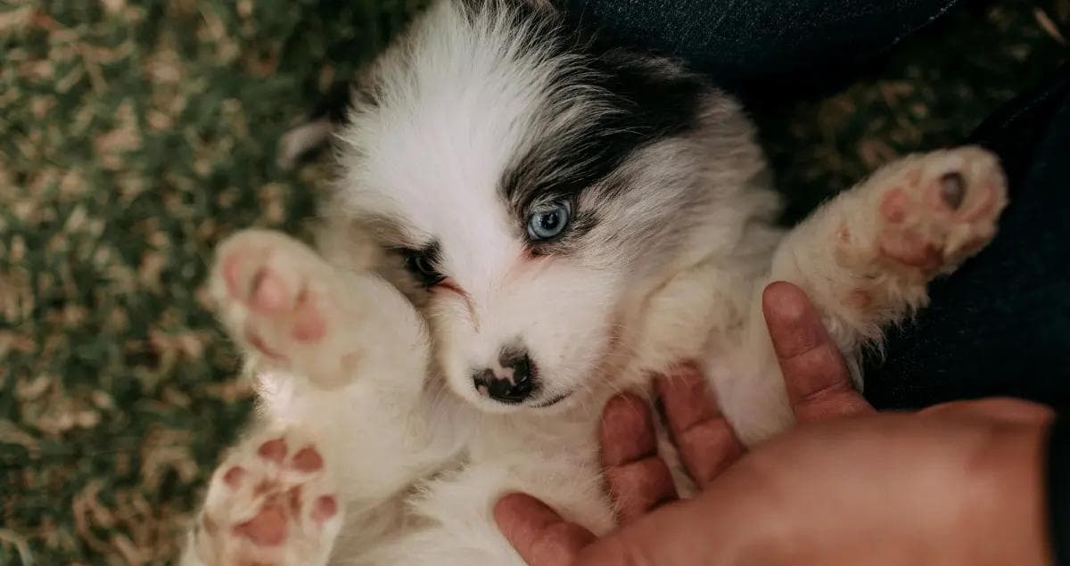 What Pet-Friendly Lodging Options Are Available Near Eglin AFB?